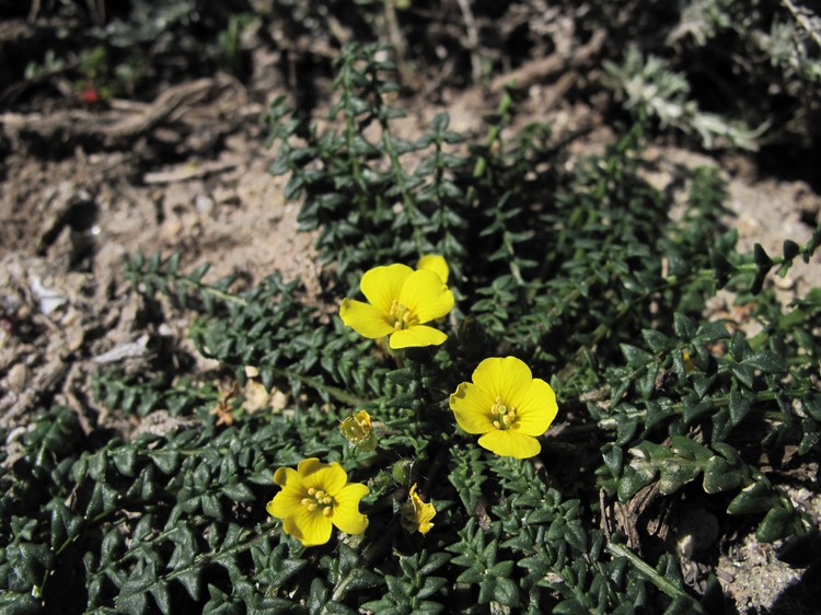 Morisia monanthos